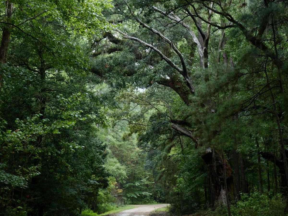 Bonneau Ferry WMA - Rice Hope Plantation trail photo