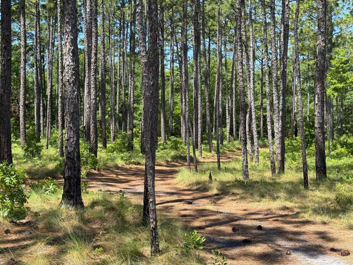 Pringle Road Spur 2 photo 4