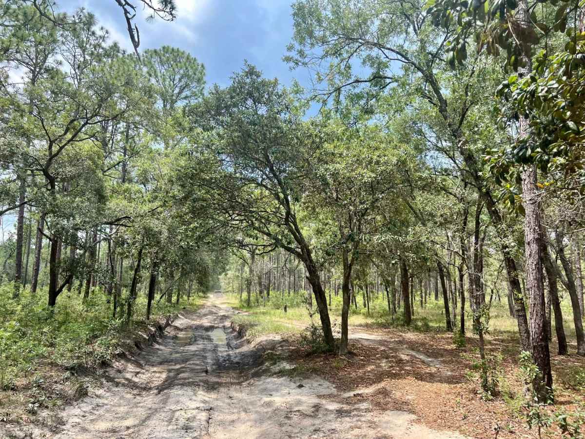 Citrus Wildlife Management | Trail 11 photo 5