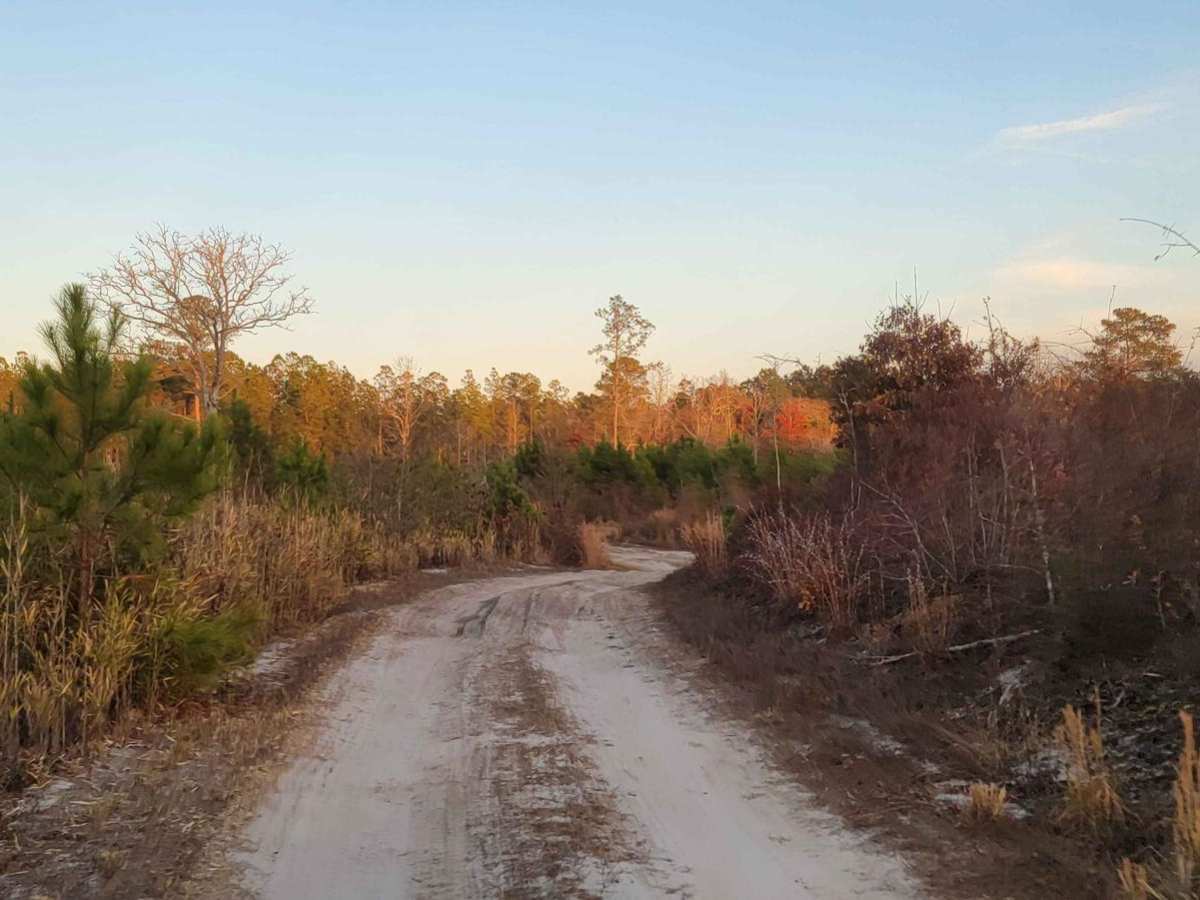Chowan Game Lands - Bear Spotter photo 2