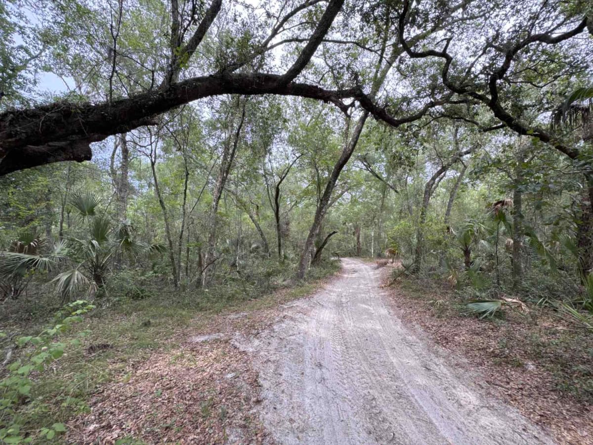 Sweet Springs - ONF 77 trail photo