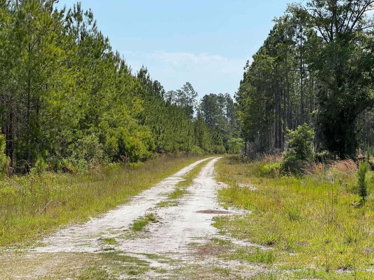 Grove Park WMA South Trail trail photo