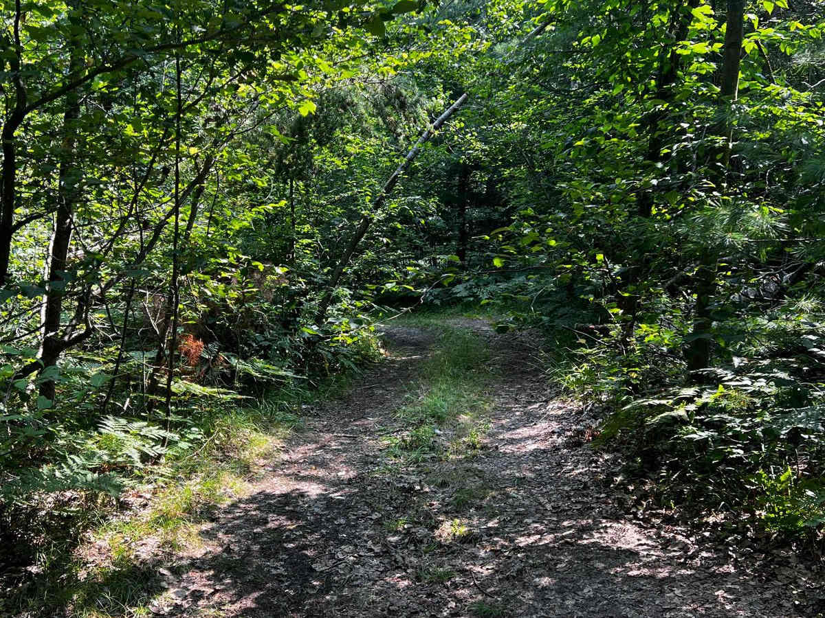 Jungle Trail photo 2