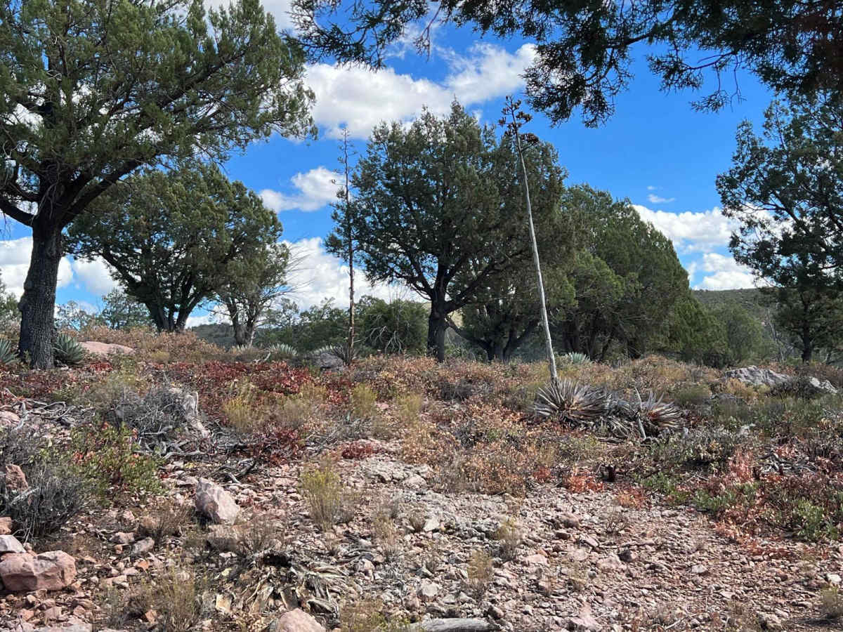Flowing Springs MT-74 photo 5