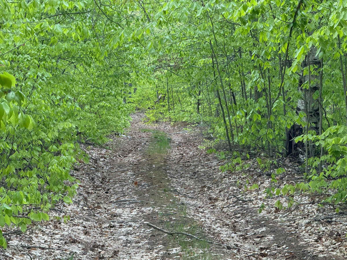 FS 4339 trail photo