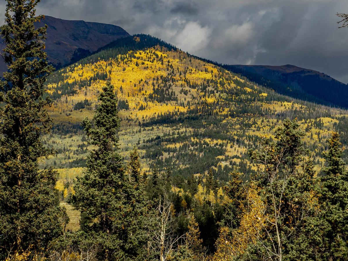 Buffalo Peaks Road - 431 photo 5