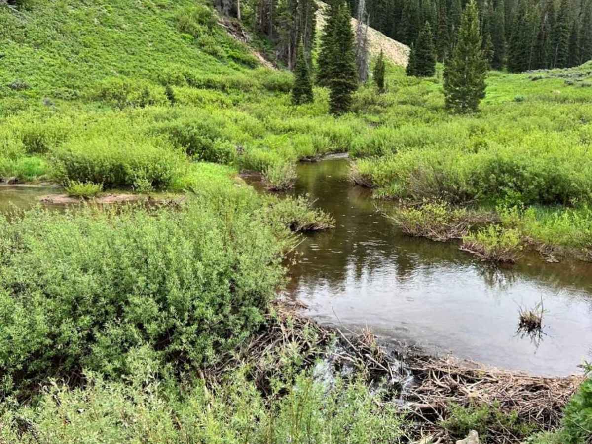 Big Springs photo 5