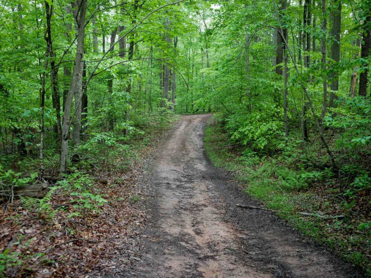 Trail 2 photo 5
