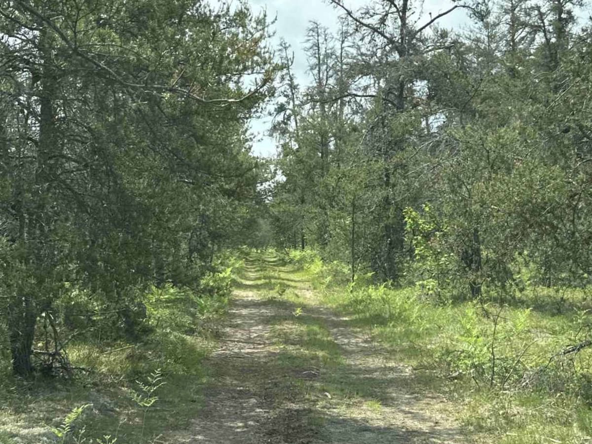 FS 3602 photo 3