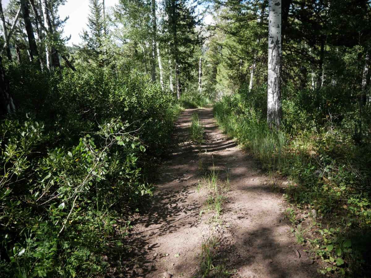 Pritchert Springs West #5213  photo 6