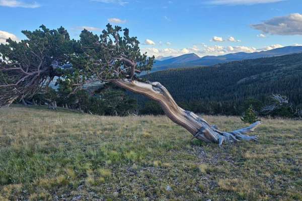Dolly Varden Road (Windy Ridge)