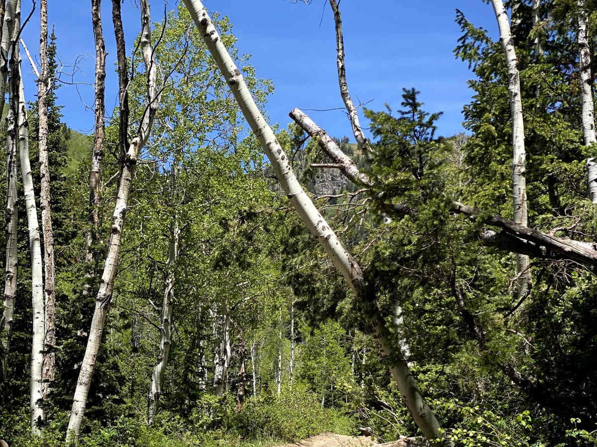 Alta Dry Fork (FR 70198) photo 5