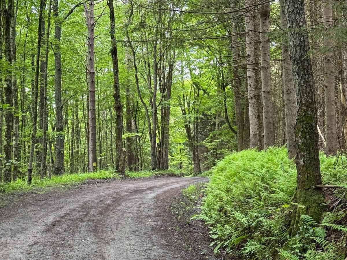 Behrmann Hill Road trail photo