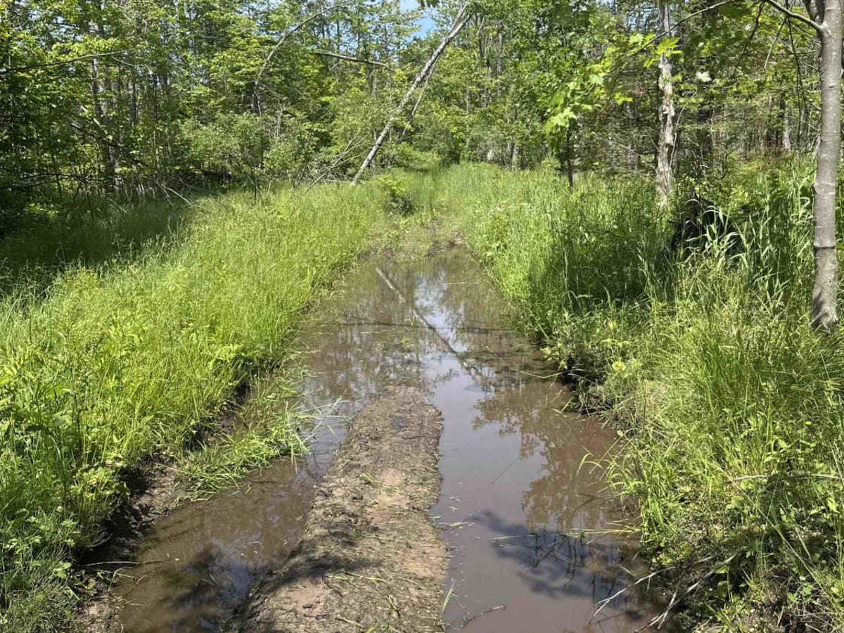 Shrek's Swamp photo 6