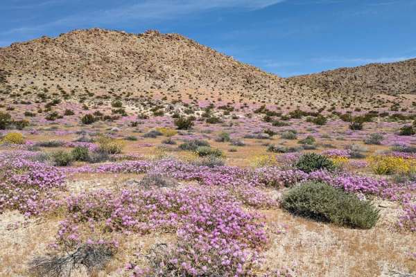 Searles Valley Mineral Operations to 178