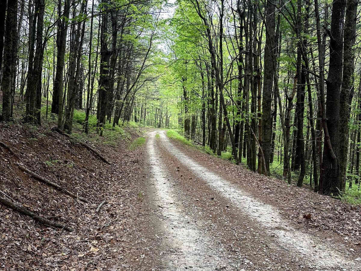 Stamp Ridge trail photo