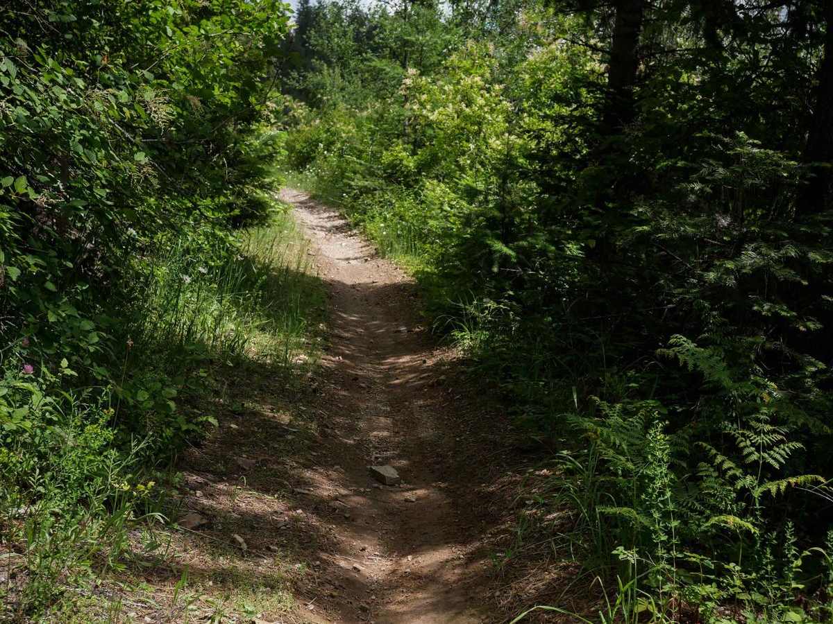 Canfield Mountain- Trail 11 photo 3
