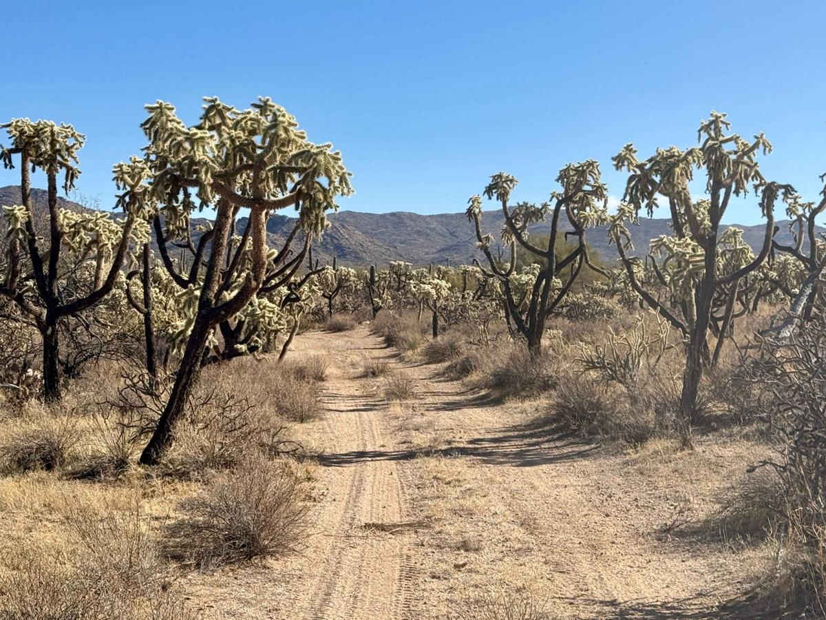 M0787 trail photo