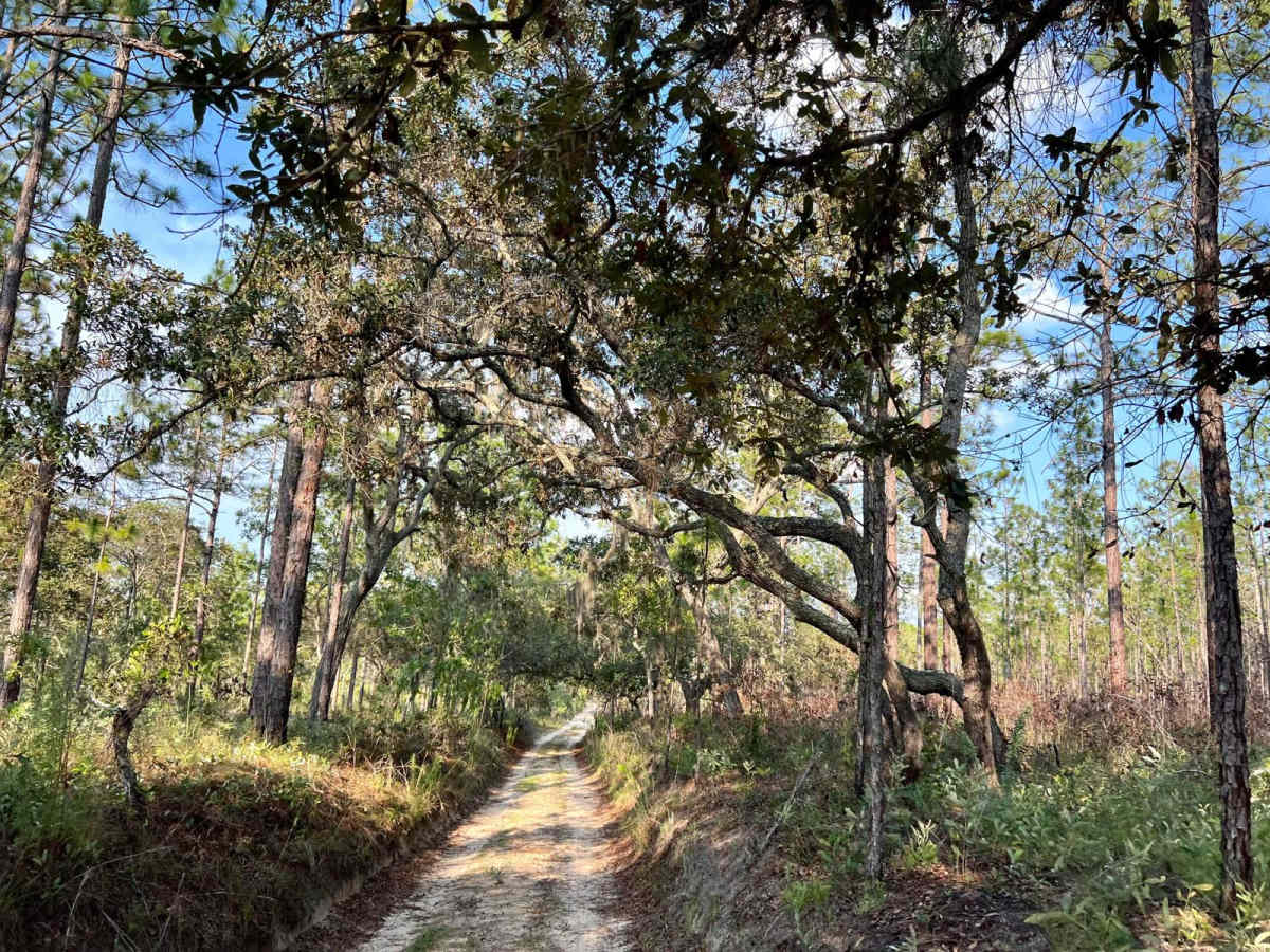 Citrus Wildlife Management | Trail 8 photo 5
