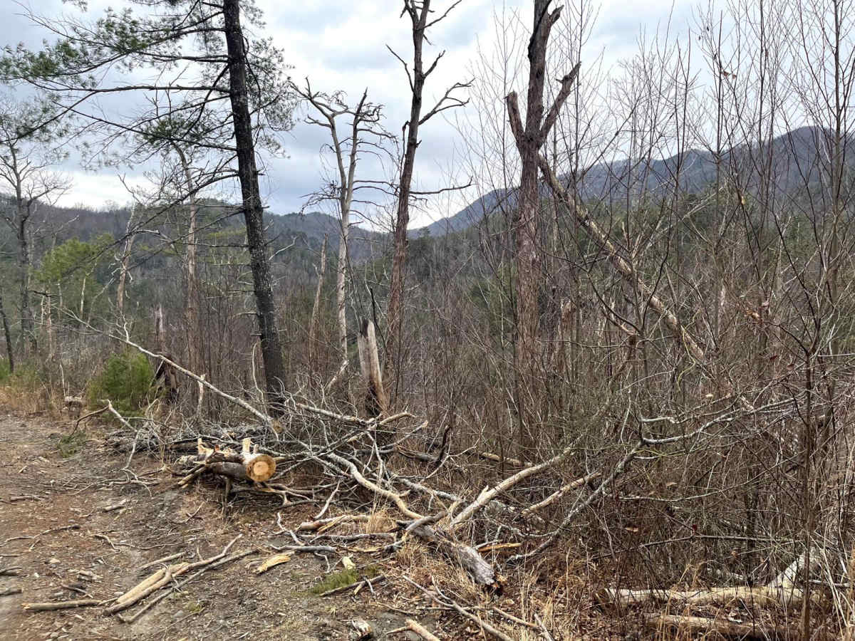 Ditney Mountain (66) photo 5
