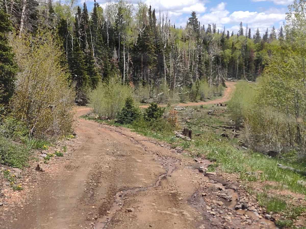 Brindley Dairy (FS# 40160) trail photo