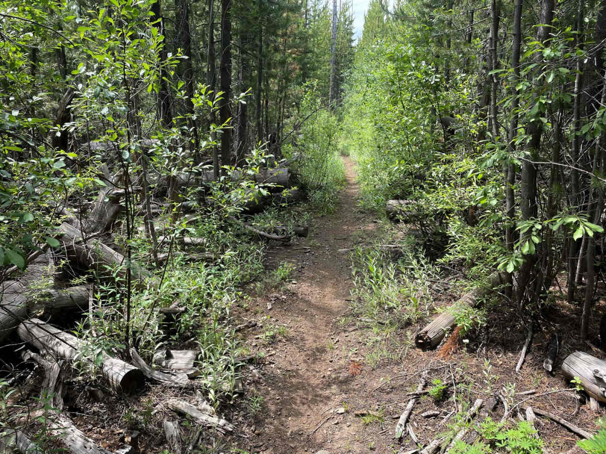 Scribner Ridge photo 5
