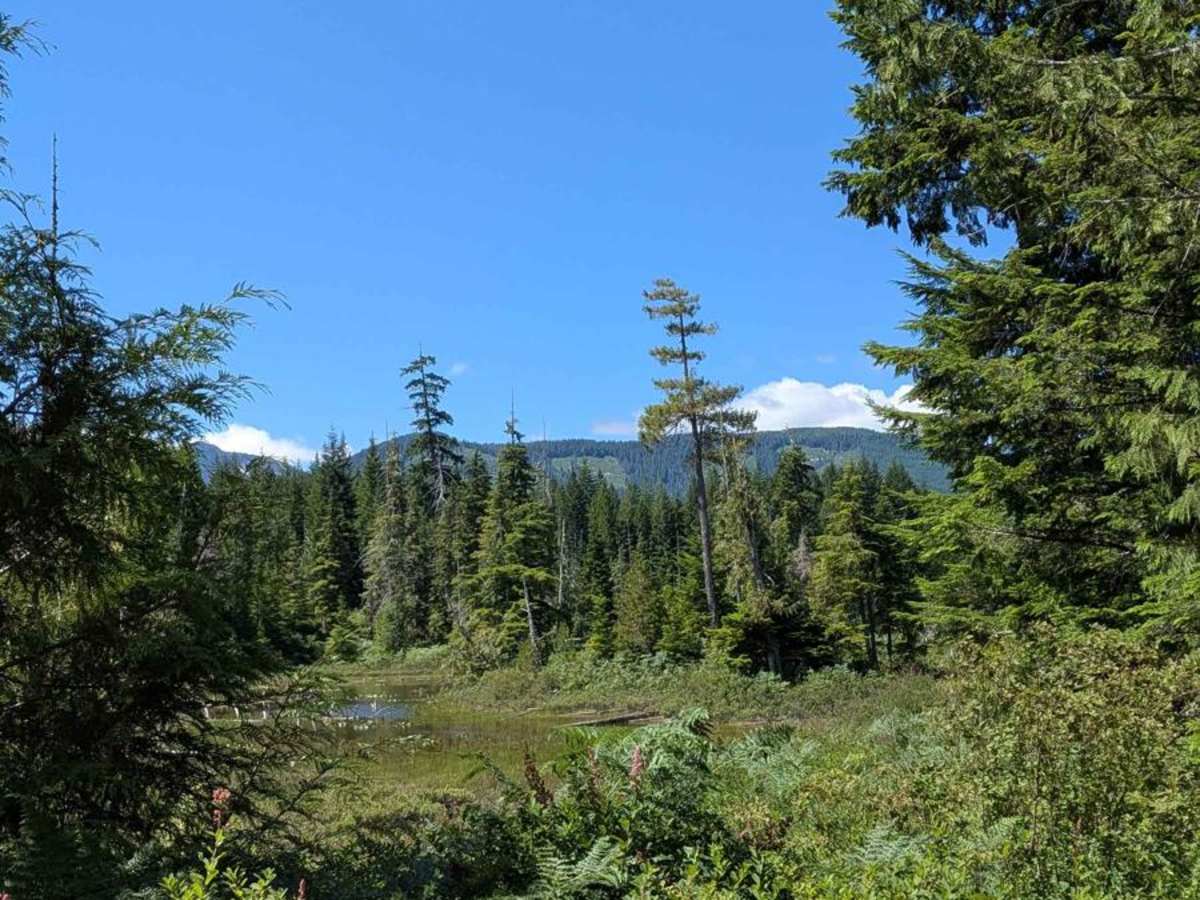 Rona Cutoff Road trail photo