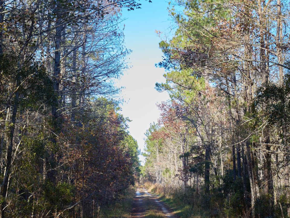 Savannah - FSR221 photo 5