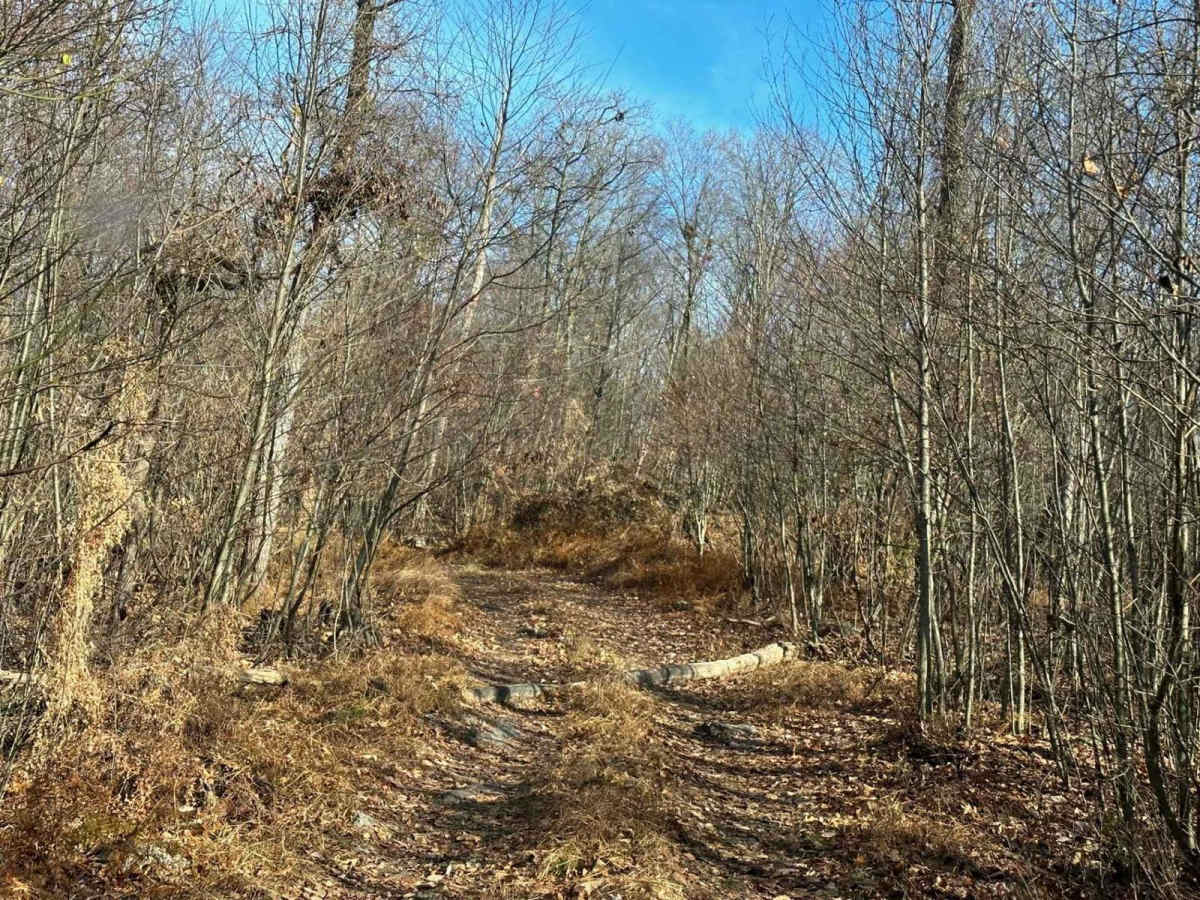 101 Trail photo 6