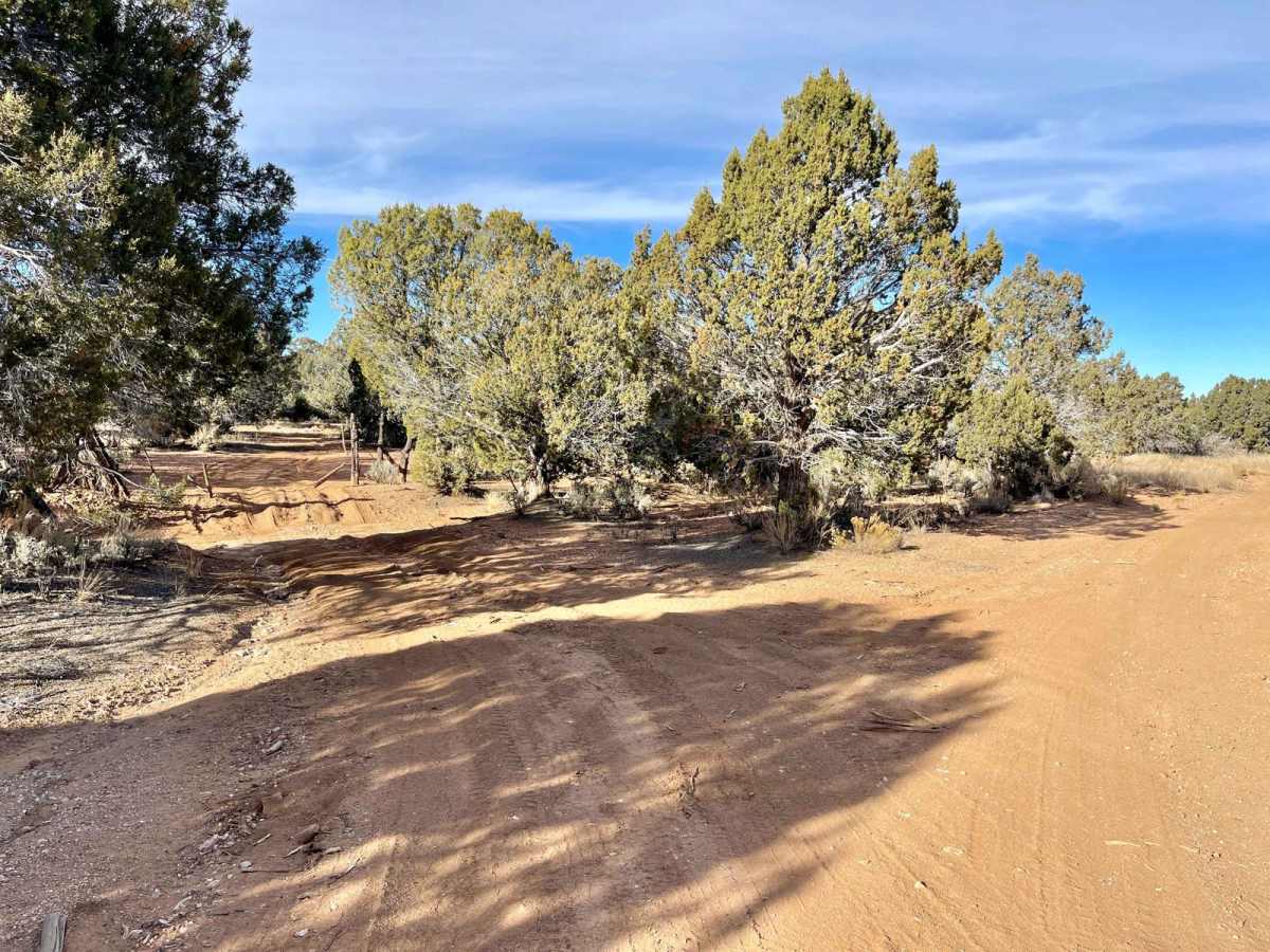 1621C Ruts and Junipers photo 2