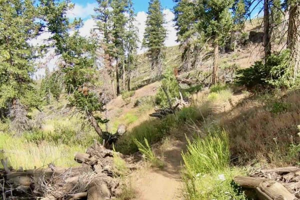 Rattlesnake Creek