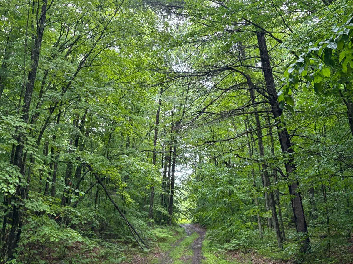 Forest Road 2321J trail photo