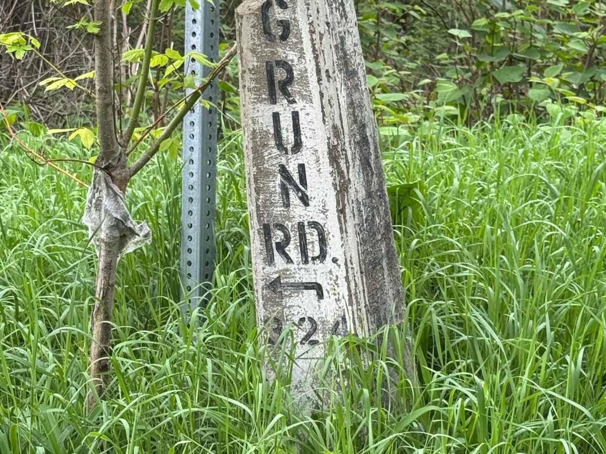Dog Run Road trail photo