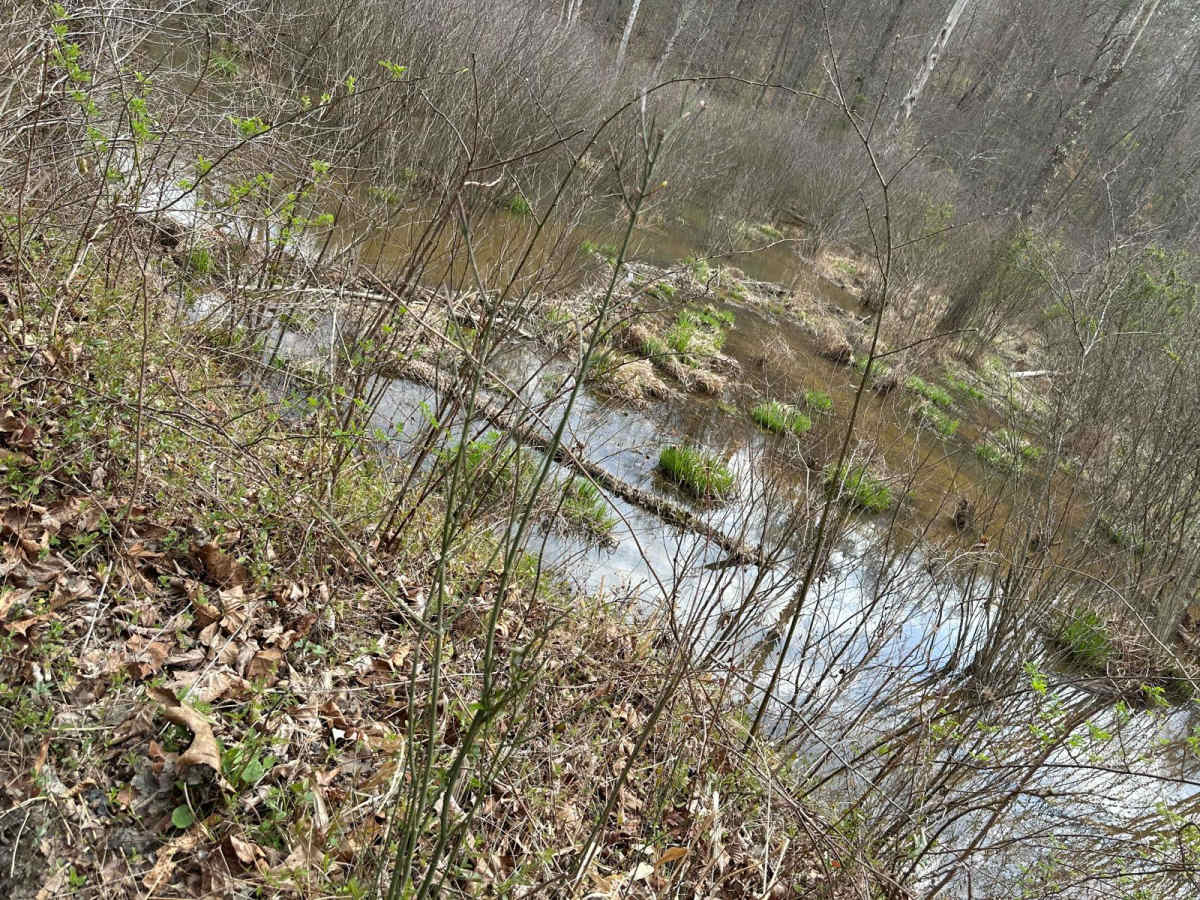 Rich Creek Trail trail photo