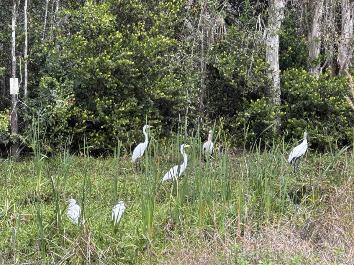 West Sabal Palm Road photo 5