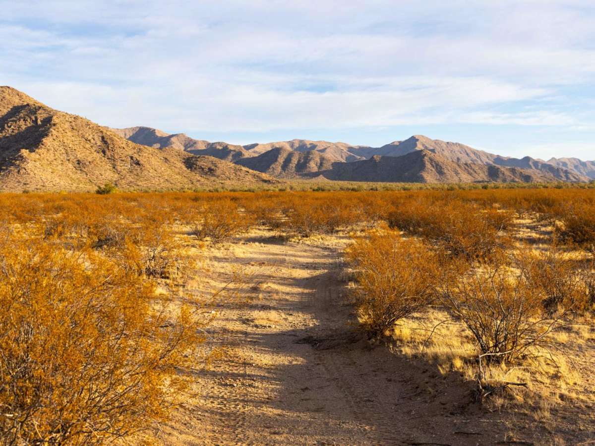 Cholla Camp photo 6