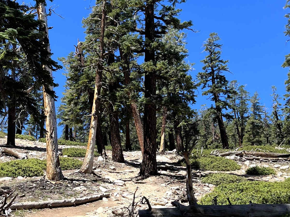 Old Sherman Pass 4x4 Jeep Trail - Continued photo 2