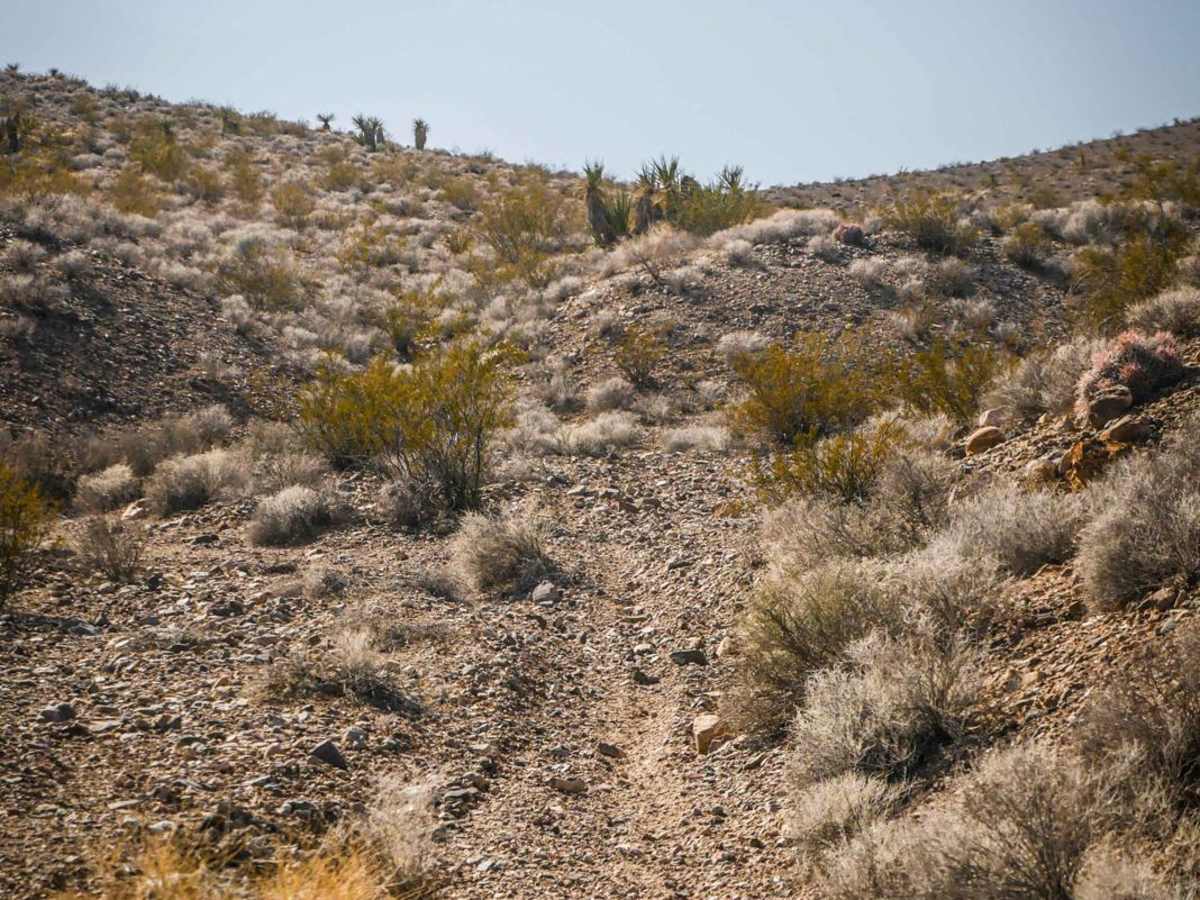 Ridge Trail photo 4