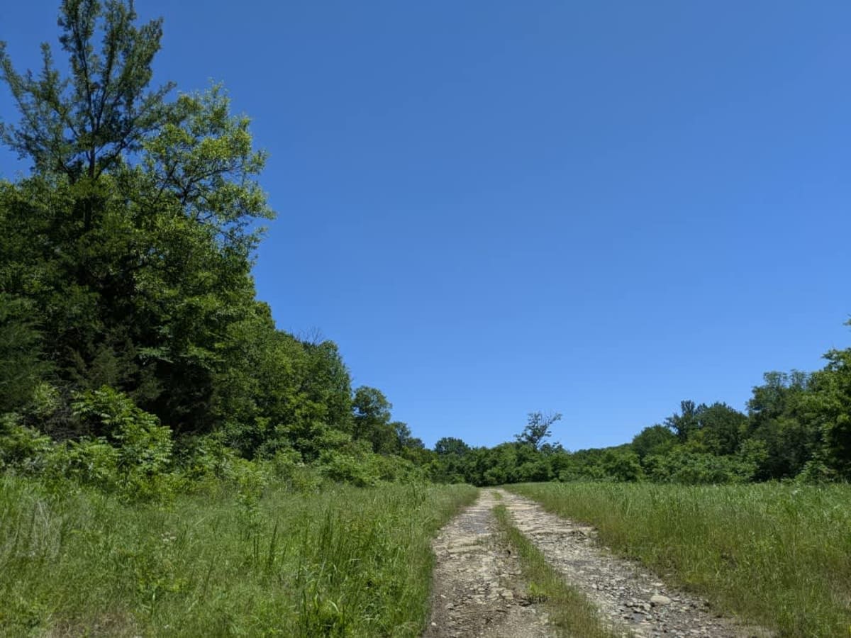Small Game trail photo