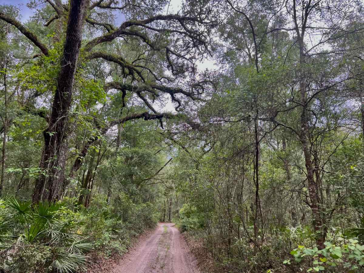Crooms Wildlife Management | Trail 9 photo 2