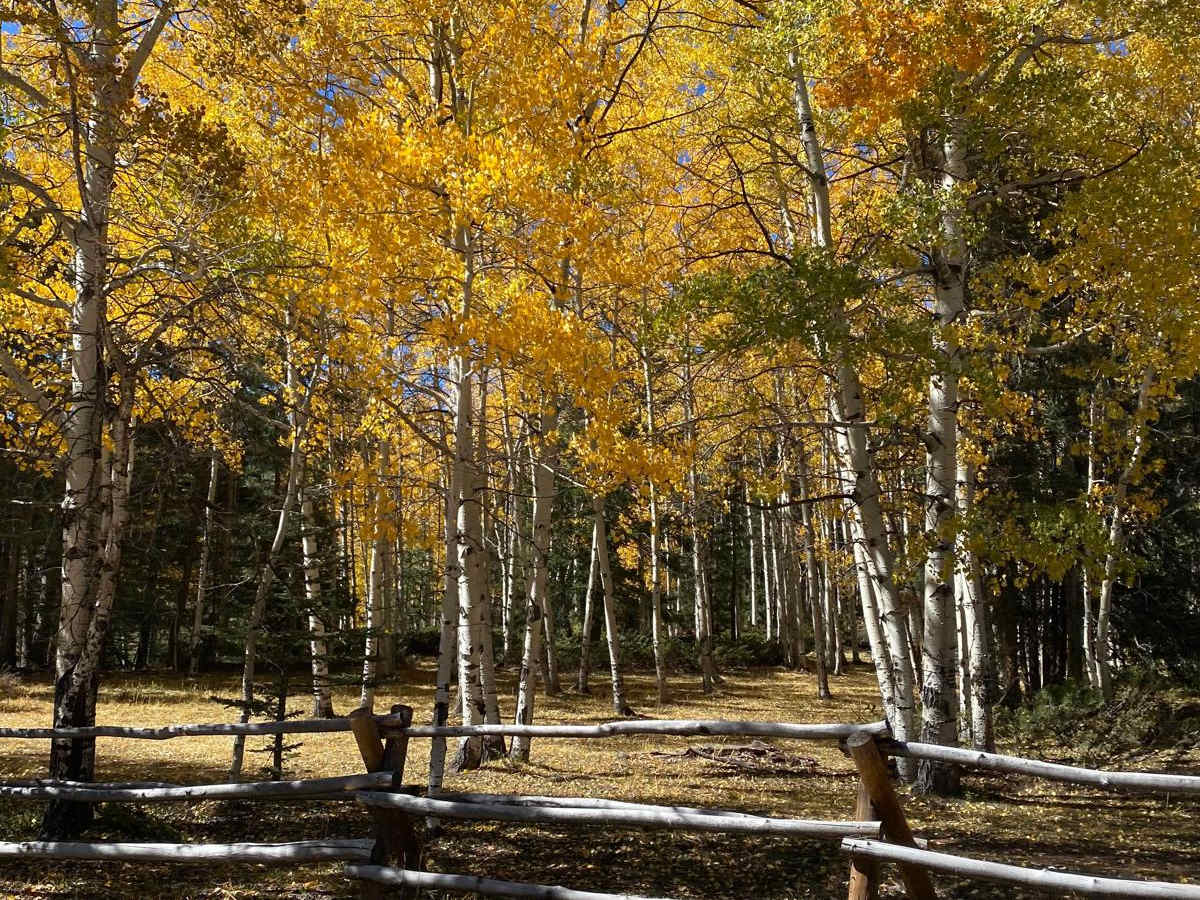 FR 70 American Creek photo 3