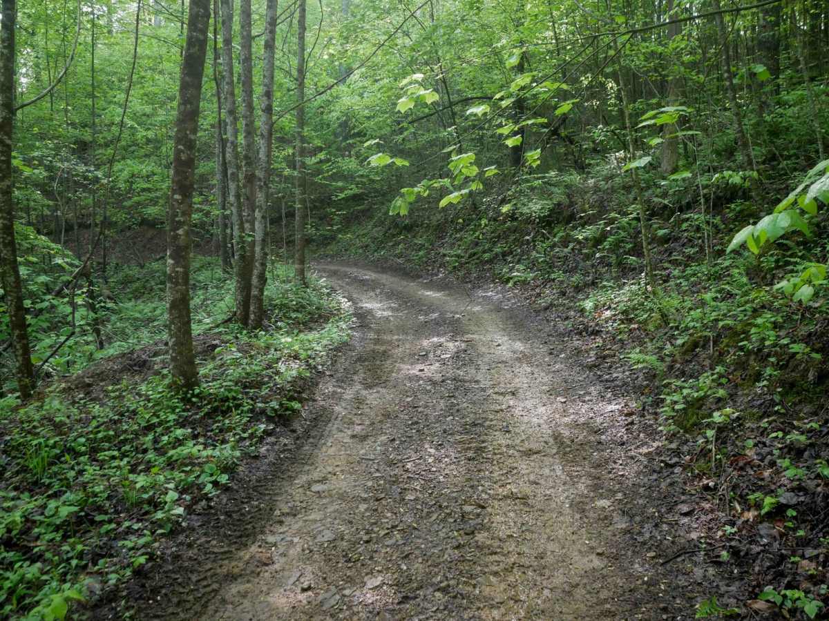 OP 12 trail photo