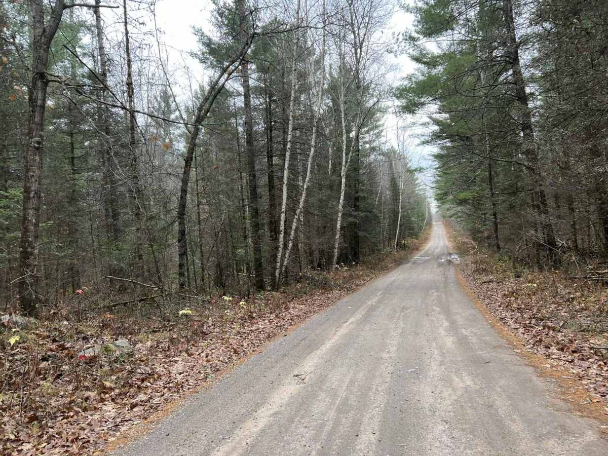 White Birch/ Firelane Road trail photo