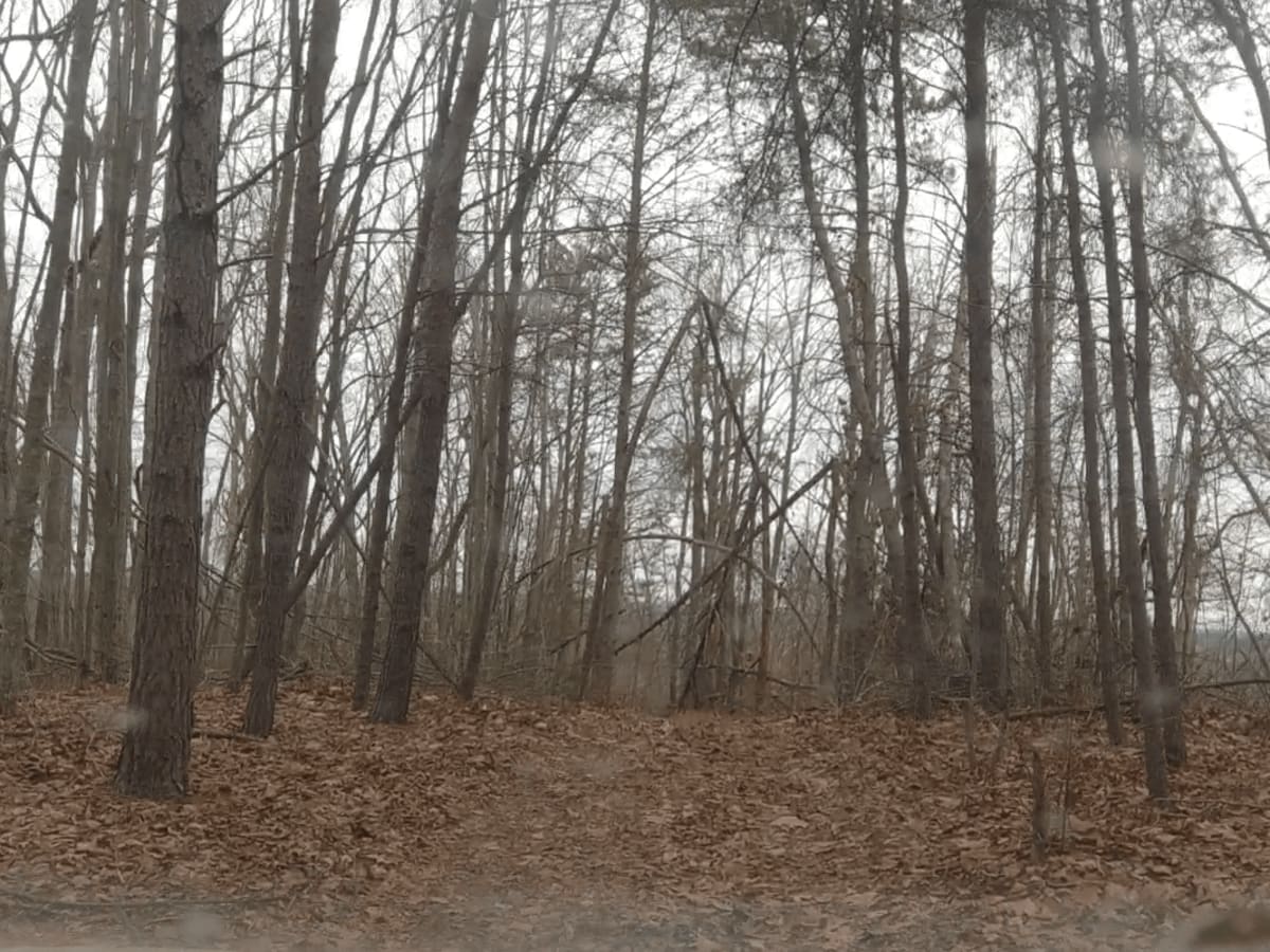 Big Branch Hill photo 5