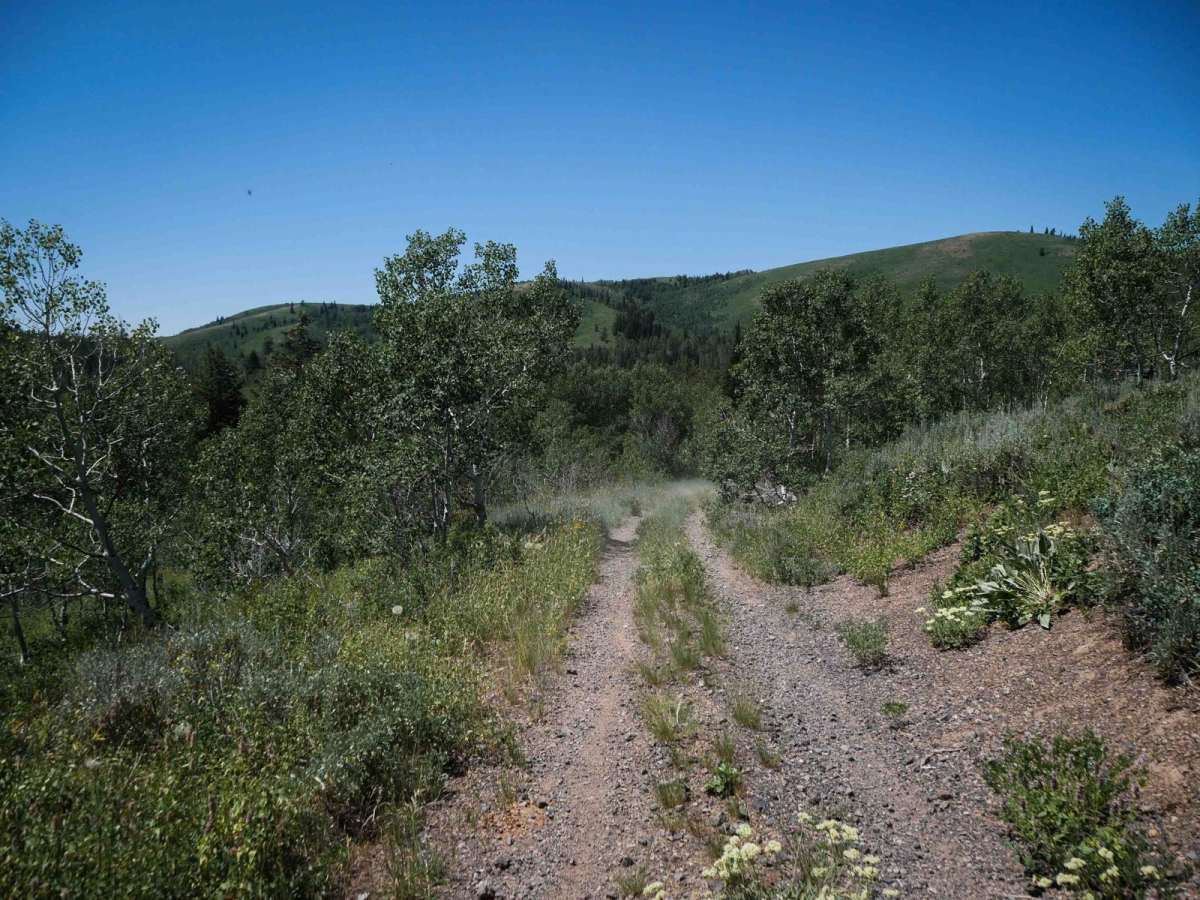 Burchertt Spring #5236  photo 6