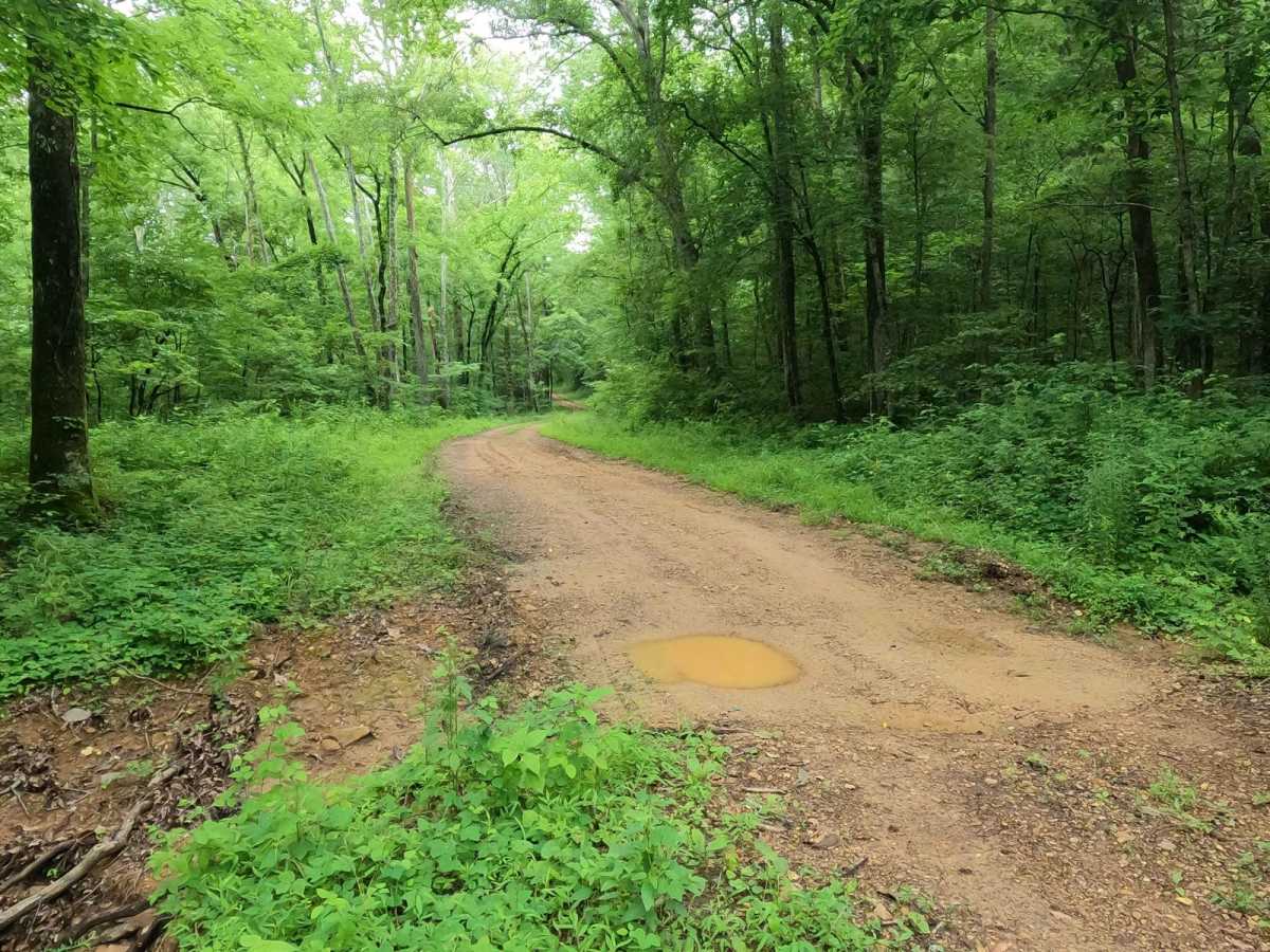 Crutcher Hollow Road FS 213 trail photo