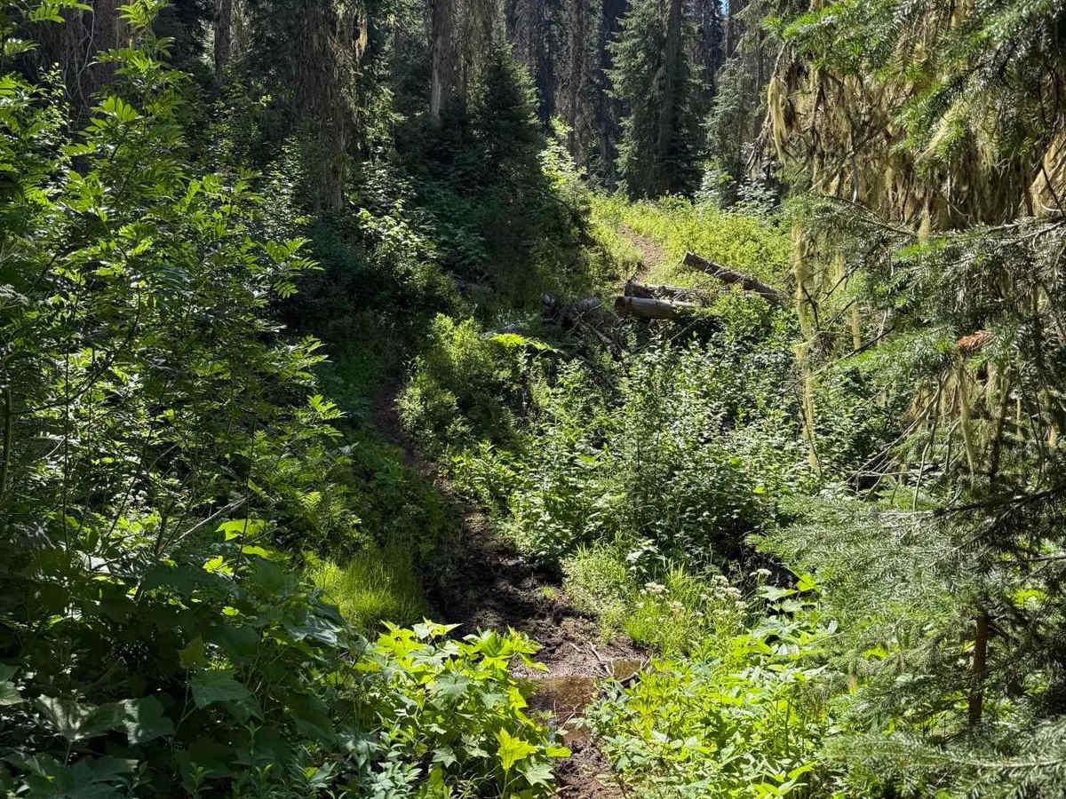 Green Mountain photo 4