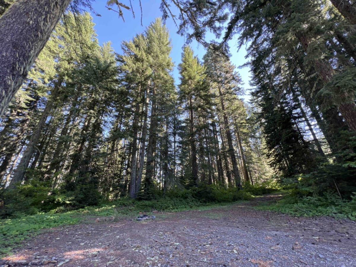 Bear Pass 1509 photo 3