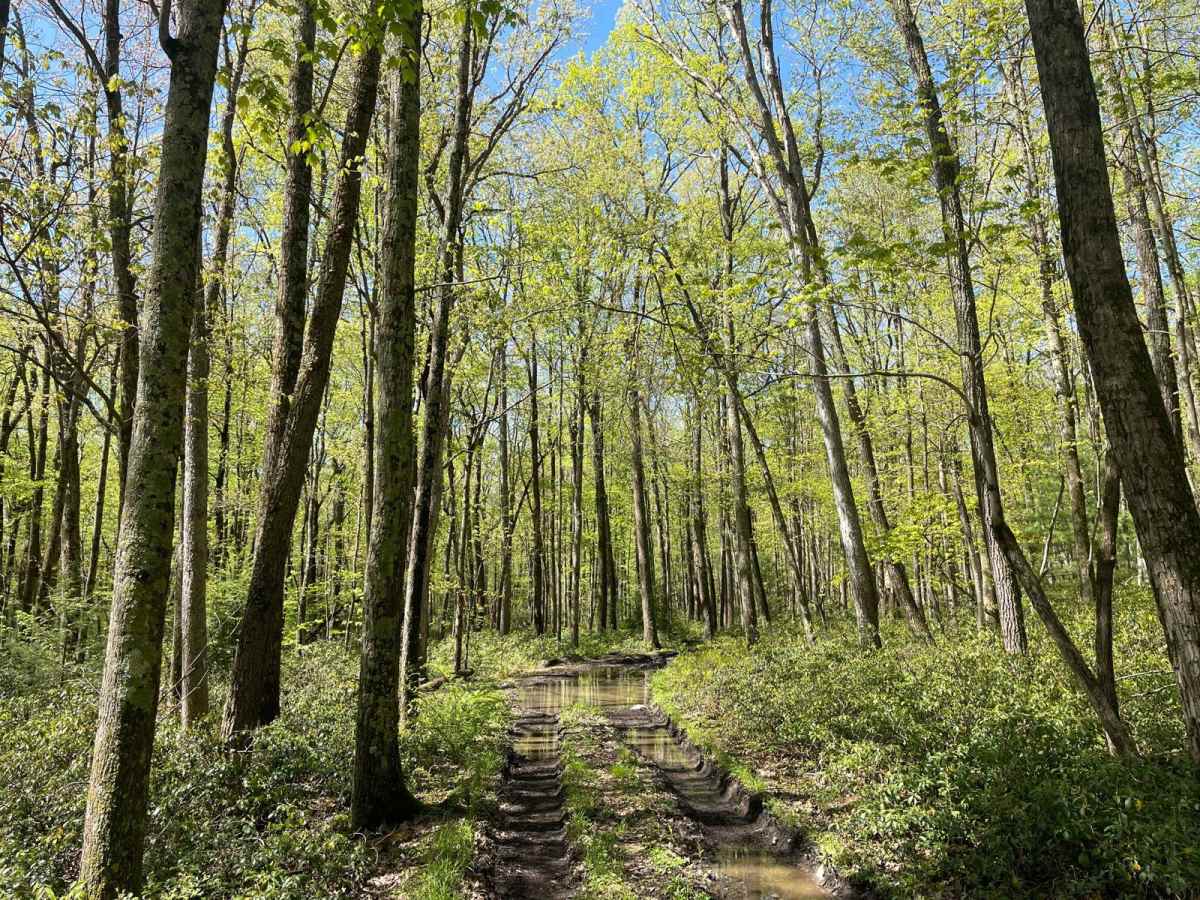 Little Poe Trail photo 6