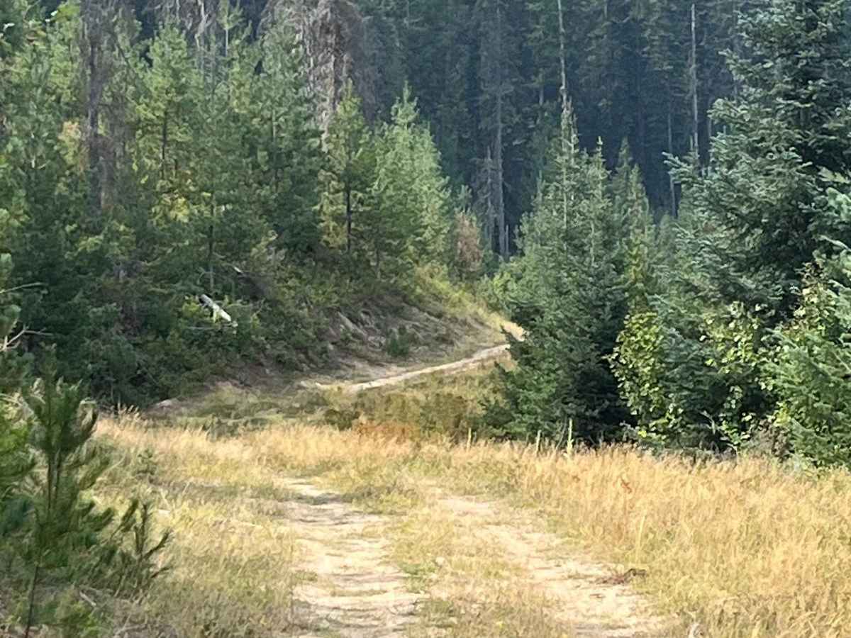 Tree Line Ride photo 6